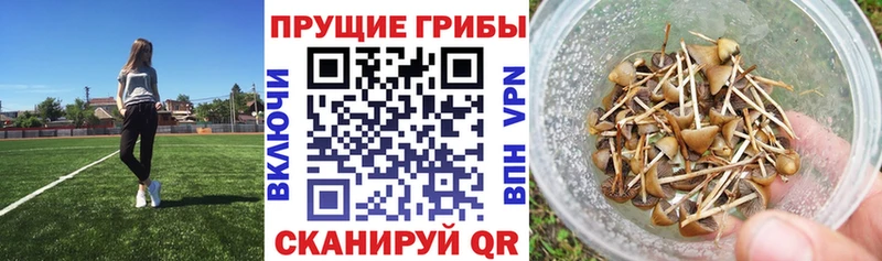 Купить закладки Заречный Галлюциногенные грибы мухоморы